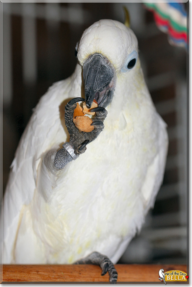 Bella the Lesser Sulfur-Crested Cockatoo,  the Pet of the Day