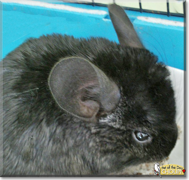 Choupi the Chinchilla,  the Pet of the Day