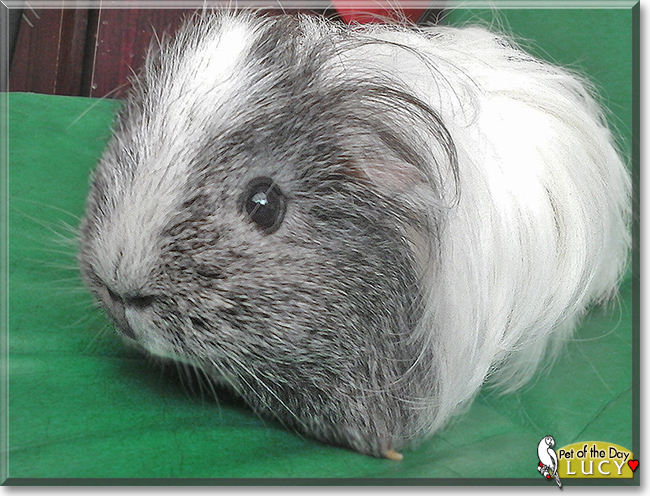 Lucy the Sheltie Guinea Pig,  the Pet of the Day