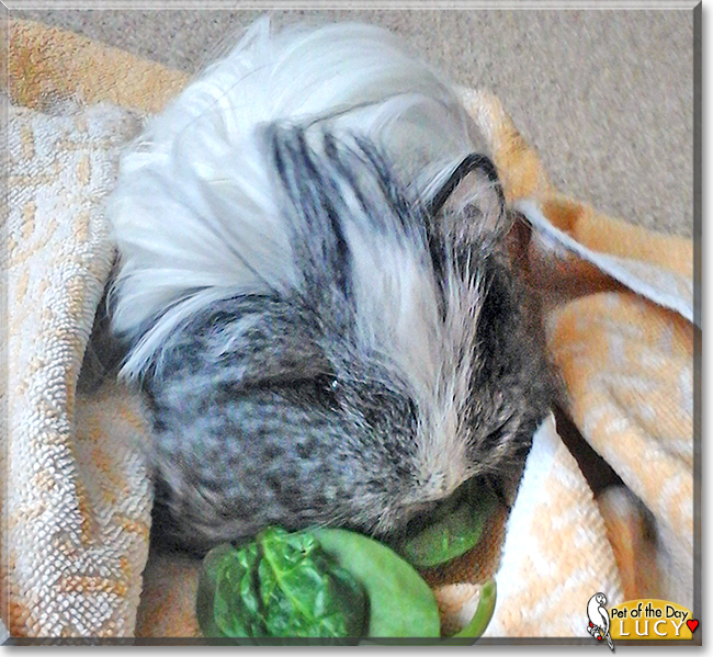 Lucy the Sheltie Guinea Pig,  the Pet of the Day