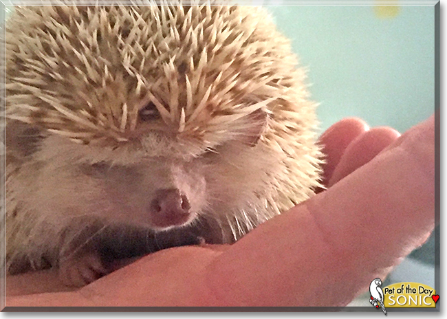 Sonic the African Pygmy Hedgehog,  the Pet of the Day