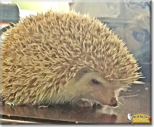 Sonic the African Pygmy Hedgehog,  the Pet of the Day
