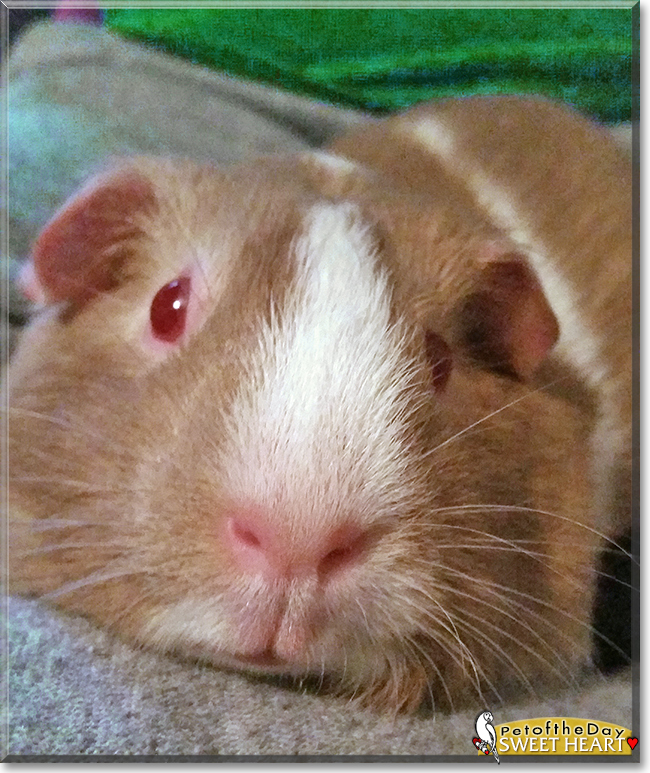 Sweet Heart the Guinea Pig,  the Pet of the Day
