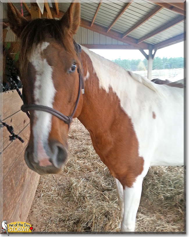 Stormy the Paint Horse,  the Pet of the Day
