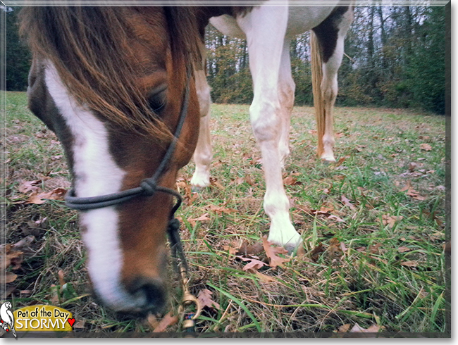 Stormy the Paint Horse,  the Pet of the Day