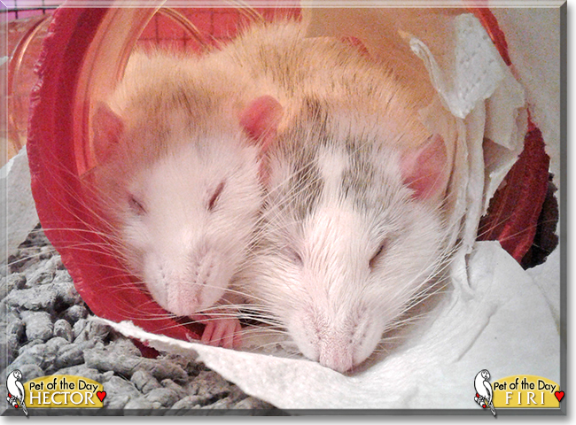 Hector and Firi the Dumbo Rats,  the Pet of the Day