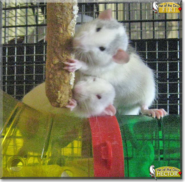 Hector and Firi the Dumbo Rats,  the Pet of the Day