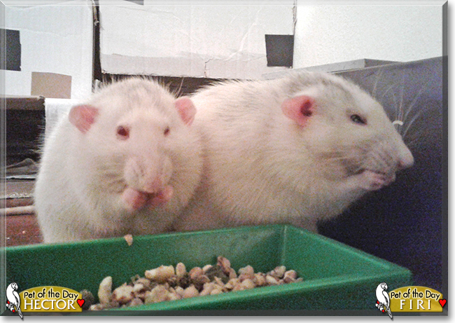 Hector and Firi the Dumbo Rats,  the Pet of the Day
