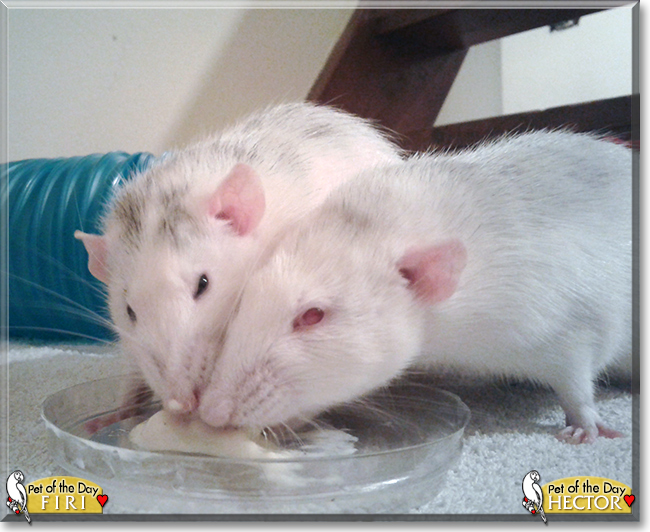 Hector and Firi the Dumbo Rats,  the Pet of the Day