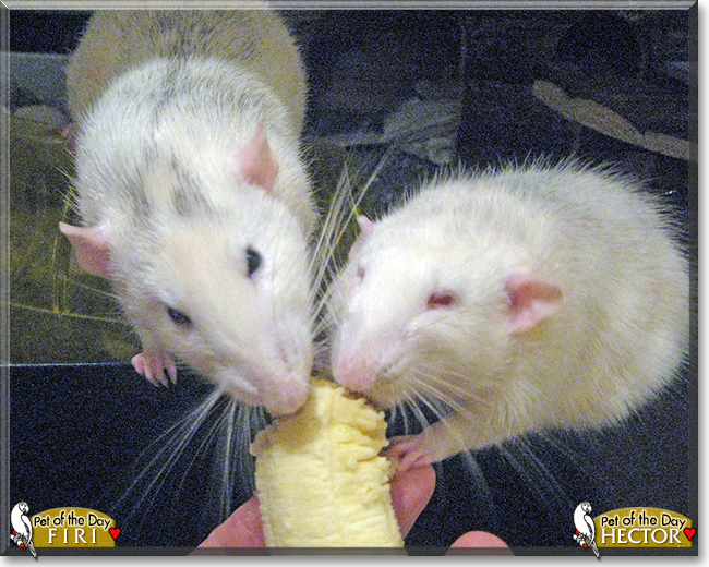 Hector and Firi the Dumbo Rats,  the Pet of the Day