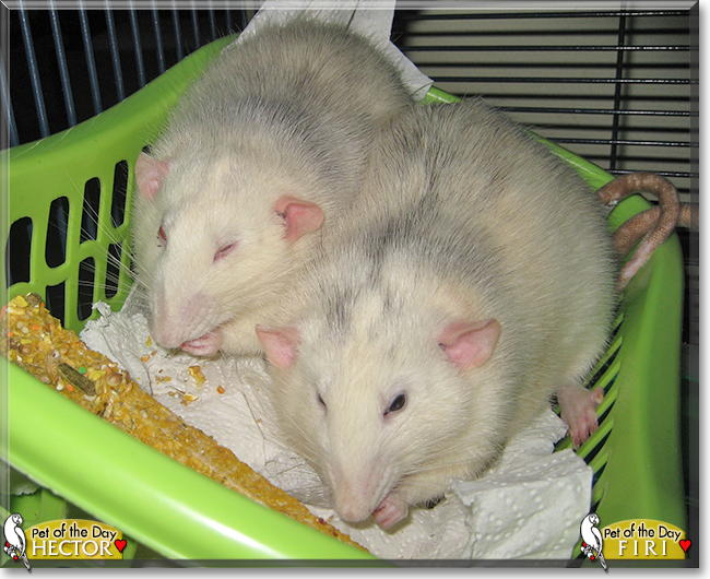 Hector and Firi the Dumbo Rats,  the Pet of the Day