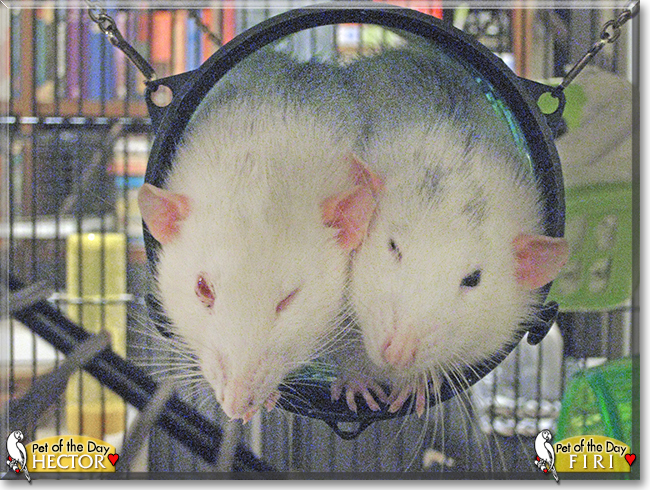 Hector and Firi the Dumbo Rats,  the Pet of the Day