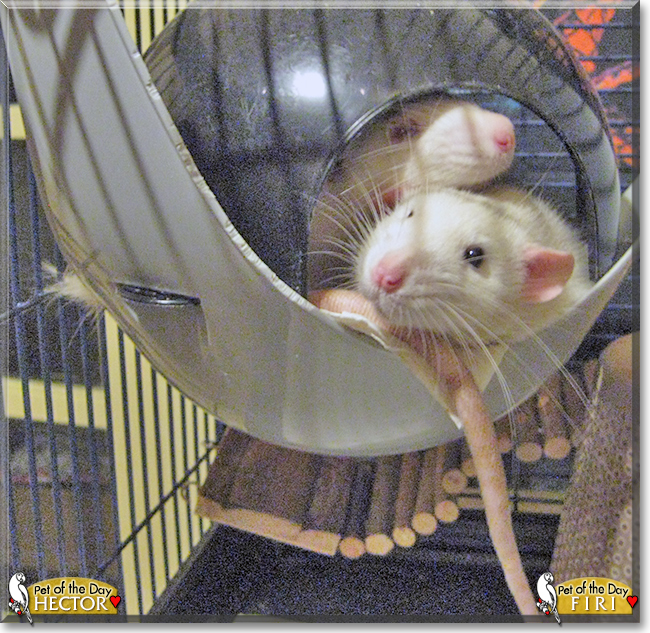 Hector and Firi the Dumbo Rats,  the Pet of the Day