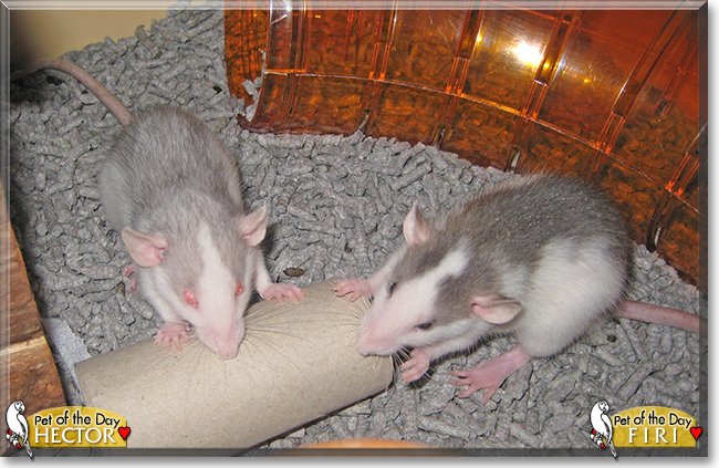 Hector and Firi the Dumbo Rats,  the Pet of the Day