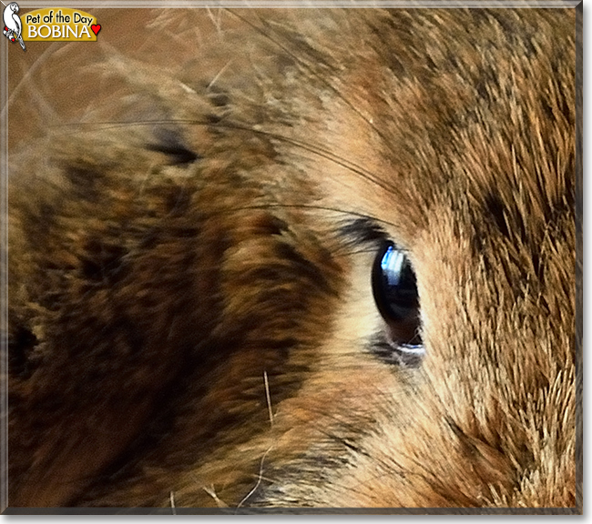 Bobina the Wild Fleece Rabbit,  the Pet of the Day
