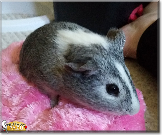 Pazu the American Shorthair Guinea Pig,  the Pet of the Day