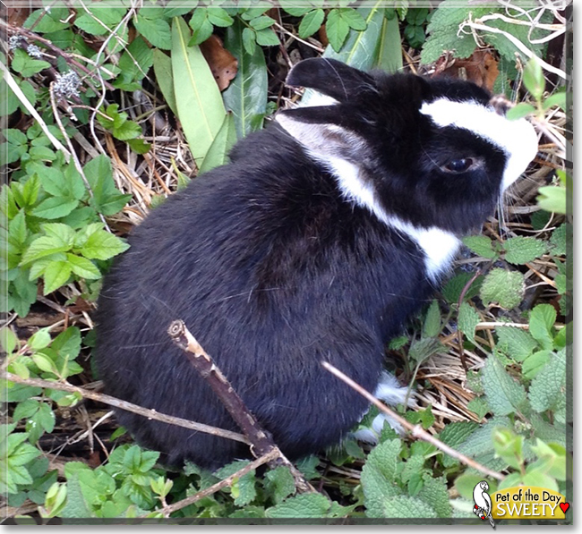 Sweety the Rabbit,  the Pet of the Day