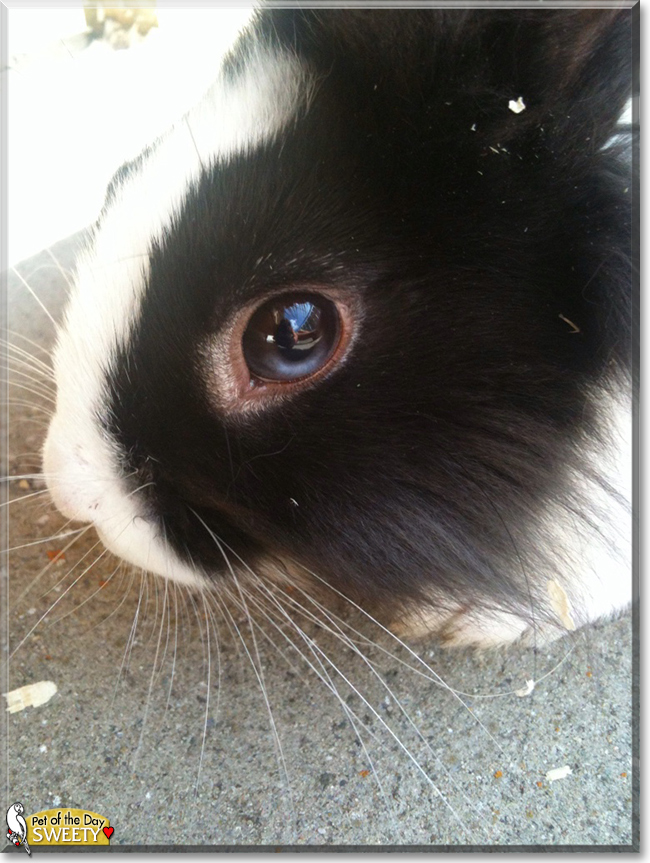 Sweety the Rabbit,  the Pet of the Day