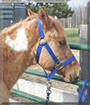 Hotty the Paint Pony