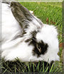 Ozzie the Rabbit
