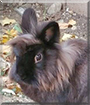 Groo the Lionhead mix Rabbit