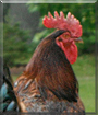 Big Red the Rhode Island Red Rooster