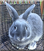 Peter the Rabbit