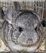 Zuri the Chinchilla