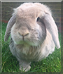 Valentina the Lop Rabbit