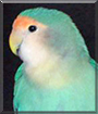Noel the Peach-faced Lovebird