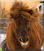 Max the Pony