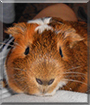 Arnie the Guinea Pig