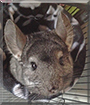 Chilly Bean the Chinchilla