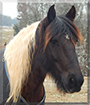 Wasabi the Gypsy Vanner/Friesian Horse cross