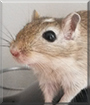 Aizen the Gerbil