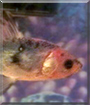 Flair the Fish