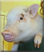 Penelope the Pot-bellied Pig