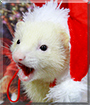 Shira the Ferret