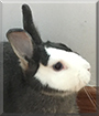 Luna the Netherland Dwarf Rabbit mix