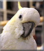 Bella the Lesser Sulfur-Crested Cockatoo