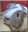 Lucy the Sheltie Guinea Pig