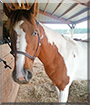 Stormy the Paint Horse