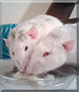 Hector and Firi the Dumbo Rats