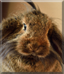 Bobina the Wild Fleece Rabbit
