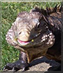 Shay the Cuban Rock Iguana