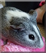 Pazu the American Shorthair Guinea Pig
