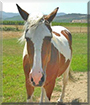 Cabaret the Paint Mustang