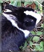 Sweety the Rabbit