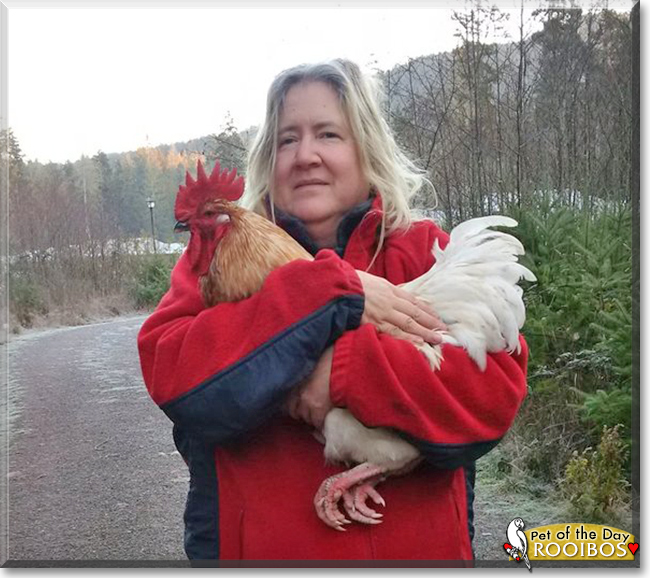 Rooibos the Mixed breed Chicken, the Pet of the Day