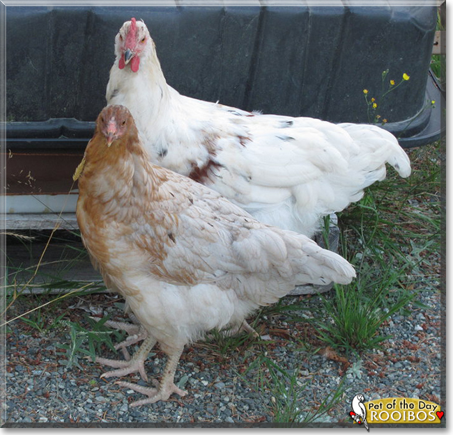 Rooibos the Mixed breed Chicken, the Pet of the Day